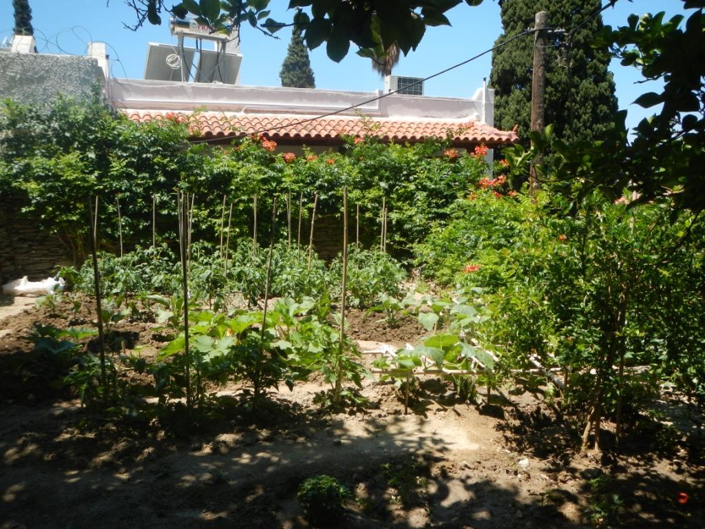 نزل باتسيفي Lemon Tree House المظهر الخارجي الصورة